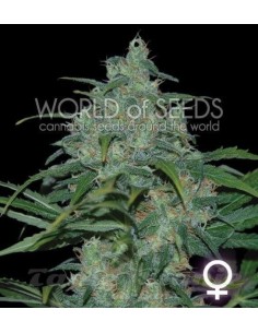 WORLD OF SEEDS - Wild Thailand - 1