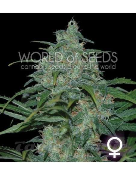 WORLD OF SEEDS - Wild Thailand - 1