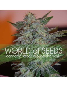 WORLD OF SEEDS - Yumbolt 47 - 1