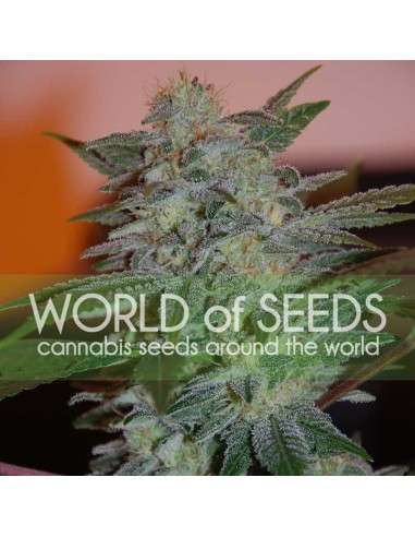 WORLD OF SEEDS - Yumbolt 47 - 1