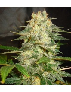 WORLD OF SEEDS - Afghan Kush Ryder Auto - 1