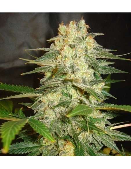 WORLD OF SEEDS - Afghan Kush Ryder Auto - 1