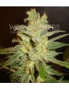 WORLD OF SEEDS - Northern Light X Big Bud Ryder Auto - 1
