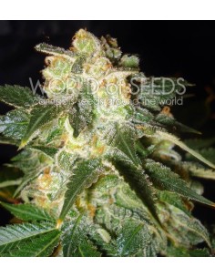 WORLD OF SEEDS - Pakistan Ryder - 1