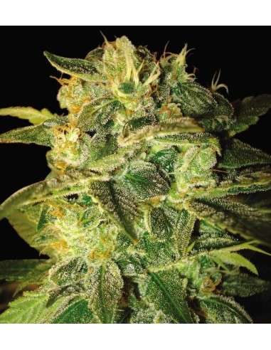 WORLD OF SEEDS - Sugar Mango Ryder Auto - 1