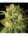 WORLD OF SEEDS - Sugar Mango Ryder Auto - 1