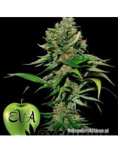 EVA SEEDS - Excalibur - 1
