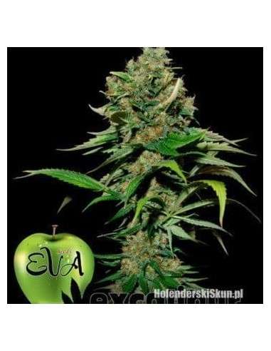 EVA SEEDS - Excalibur - 1