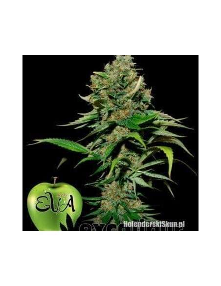 EVA SEEDS - Excalibur - 1