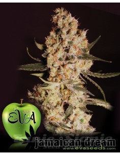 EVA SEEDS - Jamaican Dream - 1
