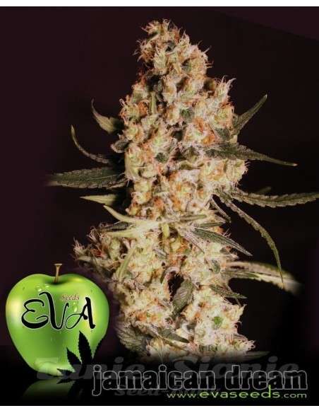 EVA SEEDS - Jamaican Dream - 1