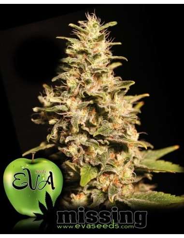 EVA SEEDS - Missing - 1