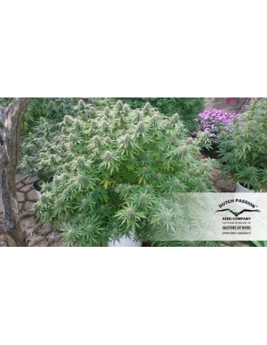 DUTCH PASSION - Orange Bud - 13