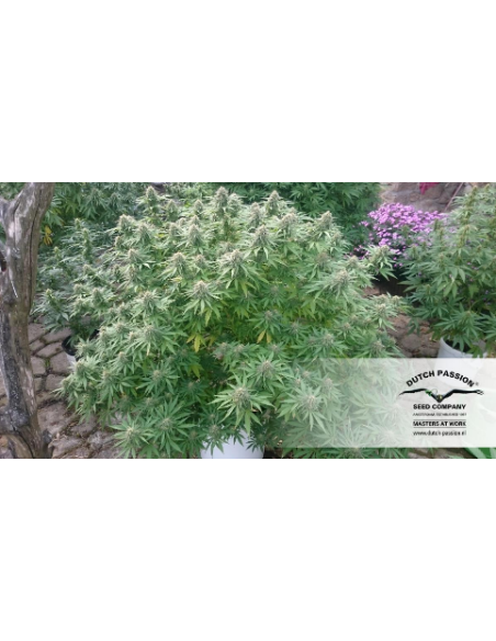 DUTCH PASSION - Orange Bud - 13