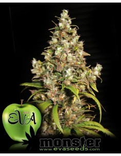 EVA SEEDS - Monster - 1