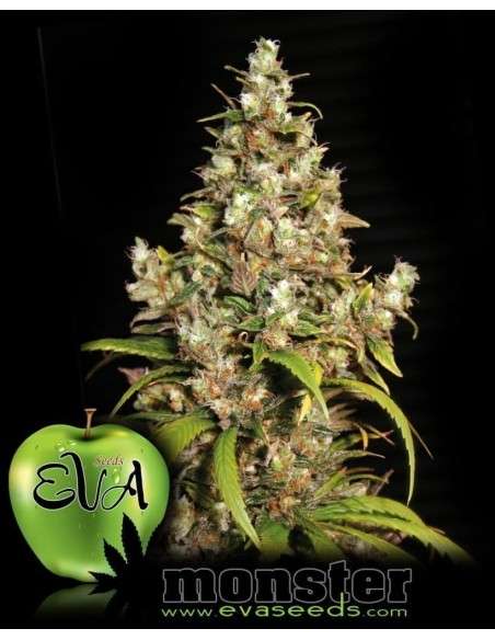 EVA SEEDS - Monster - 1