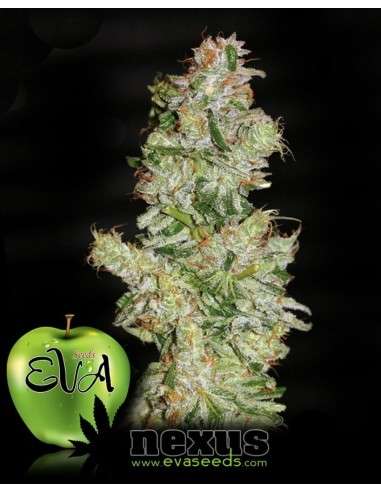 EVA SEEDS - Nexus - 1