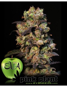 EVA SEEDS - Pink Plant - 1