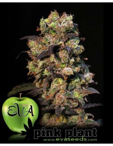 EVA SEEDS - Pink Plant - 1