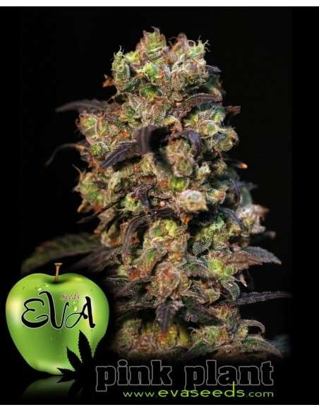 EVA SEEDS - Pink Plant - 1