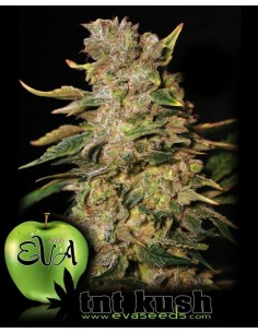 EVA SEEDS - TNT Kush - 1