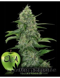 EVA SEEDS - Veneno - 1