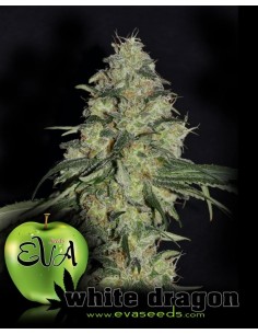 EVA SEEDS - White Dragon - 1