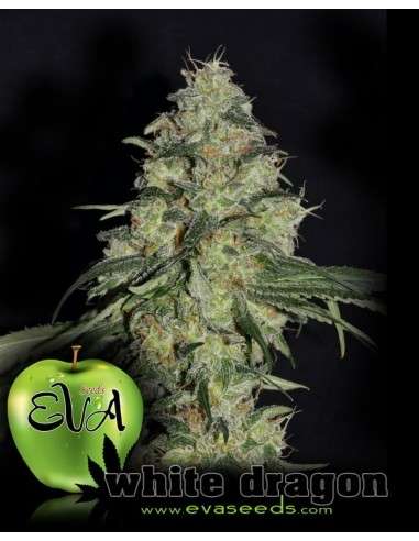EVA SEEDS - White Dragon - 1