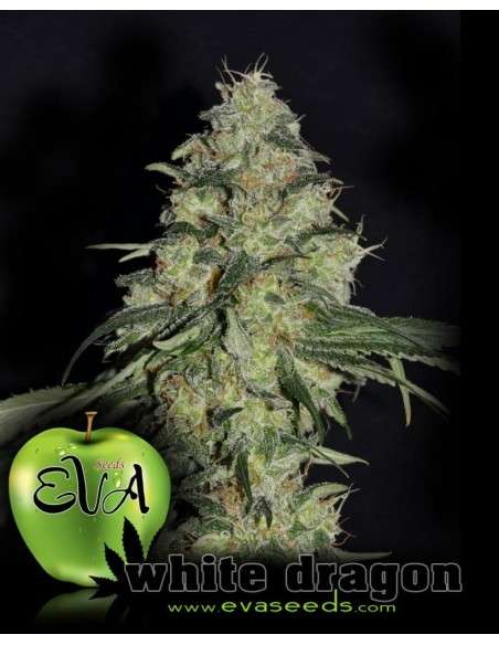 EVA SEEDS - White Dragon - 1
