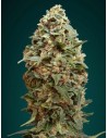ADVANCED SEEDS - Afghan Skunk - 1