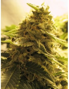 ADVANCED SEEDS - Afghan Skunk - 1 2