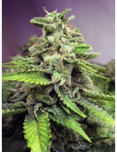 ADVANCED SEEDS - Afghan Skunk - 3