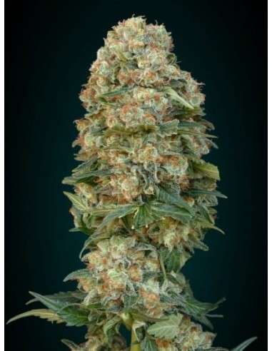 ADVANCED SEEDS - Afghan Skunk - 4