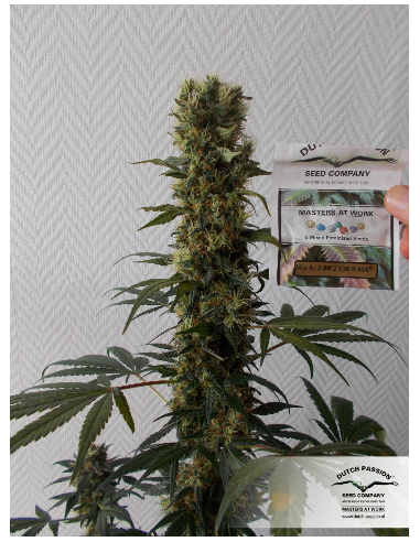 DUTCH PASSION - Orange Bud - 14