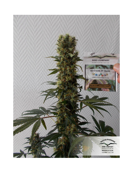 DUTCH PASSION - Orange Bud - 14