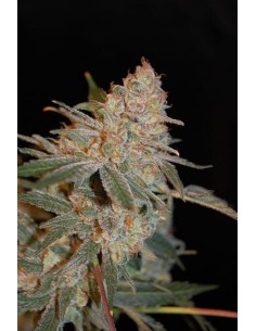 ADVANCED SEEDS - Black Diesel - 1