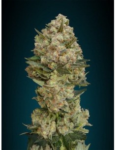 ADVANCED SEEDS - Critical - 1