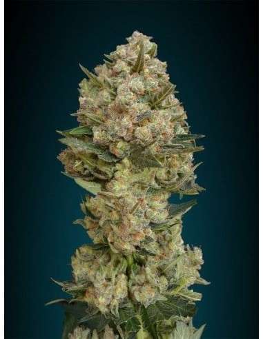 ADVANCED SEEDS - Critical - 1