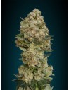 ADVANCED SEEDS - Critical - 1