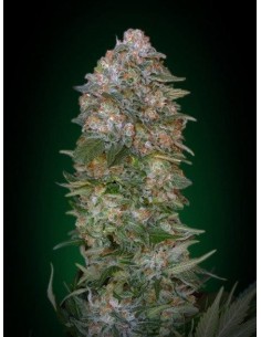 ADVANCED SEEDS - Critical Soma - 1