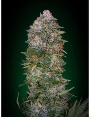 ADVANCED SEEDS - Critical Soma - 1