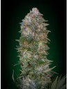 ADVANCED SEEDS - Critical Soma - 1