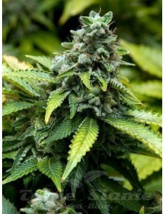 ADVANCED SEEDS - Early Widow - 1