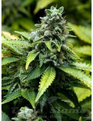 ADVANCED SEEDS - Early Widow - 1