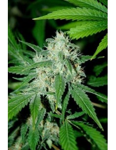 ADVANCED SEEDS - Haze Mist - 1