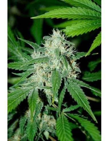 ADVANCED SEEDS - Haze Mist - 1