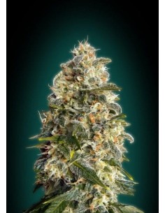 ADVANCED SEEDS - Heavy Bud - 1
