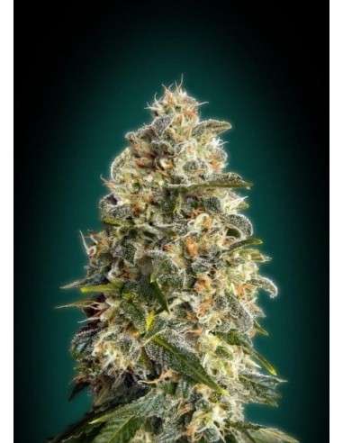 ADVANCED SEEDS - Heavy Bud - 1