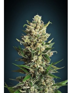 ADVANCED SEEDS - Ice Kush - 1