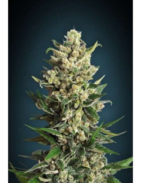 ADVANCED SEEDS - Ice Kush - 1